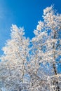 Trees covered in brilliant white ice and snow against bright blue sky in winter