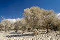 Trees are covered with dust and became white Royalty Free Stock Photo