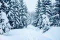 Trees covered by fresh snow in the mountains while cross-country skiing Royalty Free Stock Photo