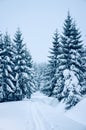 Trees covered by fresh snow in the mountains while cross-country skiing Royalty Free Stock Photo