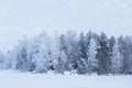 Trees covered in snow at lakeside