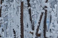 Trees covered of frosted snow