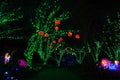 Trees Covered with Green and Orange Lights