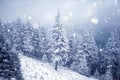 Trees covered with hoarfrost and snow in winter mountains - Chri Royalty Free Stock Photo