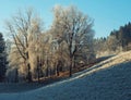 Trees covered with hoarfrost. Sunset over a hill Royalty Free Stock Photo
