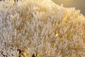 Trees covered with icy frost against the black night sky Royalty Free Stock Photo