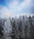 Trees covered in rime frost Royalty Free Stock Photo