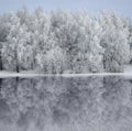 Trees covered in rime frost Royalty Free Stock Photo