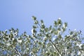 Trees covered by snow Royalty Free Stock Photo