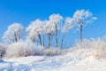 Trees covered with snow against the blue sky on a sunny winter day Royalty Free Stock Photo