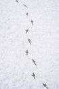 Trees covered by the snow in border urban park in the city by snowstorm Royalty Free Stock Photo