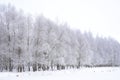 Trees covered with snow caps. Snow forest on the shore of the pond, landscape Park tree branches in the ice. Frozen pond pond Royalty Free Stock Photo