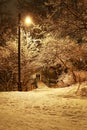 Trees covered with snow in city park. Night view Royalty Free Stock Photo