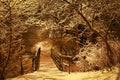 Trees covered with snow in city park. Night view Royalty Free Stock Photo