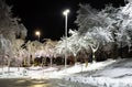 Trees covered with snow, dark sky and shining lantern. Night shot. Snowfall at night Royalty Free Stock Photo