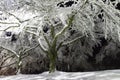 Trees covered with snow, dark sky and shining lantern. Night shot. Snowfall at night Royalty Free Stock Photo