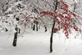 Trees covered in snow Royalty Free Stock Photo