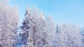 Trees covered with snow and frost in the winter forest against the blue sky Royalty Free Stock Photo