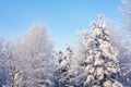 Trees covered with snow and frost in the winter forest against the blue sky Royalty Free Stock Photo