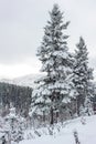 Trees covered by snow in Gaspesie