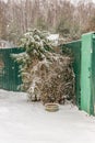 Trees covered with snow on green fence background Royalty Free Stock Photo