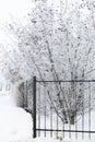 Trees covered with snow growing behind black wrought iron fence with nice ornaments. Snow covering fence and making it Royalty Free Stock Photo