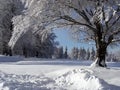 Trees in snow Royalty Free Stock Photo