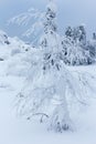 Trees covered with snow on a mountain top Royalty Free Stock Photo