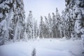 Trees covered with snow in the mountains, winter forest and mountain landscape Royalty Free Stock Photo
