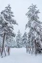 Trees covered in snow near Sirkka in Lapland, Finland