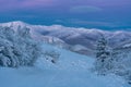 Trees Covered With Snow With Pink Clouds In the coldest place on Earth - Oymyakon