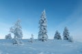 Trees Covered With Snow In Sunny Day With Clear Blue Sky In the coldest place on Earth - Oymyakon