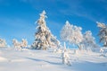 Trees Covered With Snow In Sunny Day With Clear Blue Sky In Lapland Finland, Northern Europe, Beautiful Snowy Winter Forest Lands