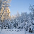 Trees Covered With Snow In Winter Forest