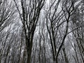 Trees covered in snow in winter Royalty Free Stock Photo