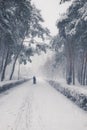 Trees covered with snow in winter snowy city park Royalty Free Stock Photo