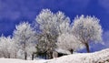 Trees covered by snow in wintry landscape Royalty Free Stock Photo