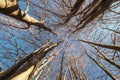 Trees crowns in blue sky, deep autumn, defoliation