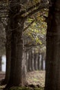 Trees in a curved row with sunlight coming in Royalty Free Stock Photo