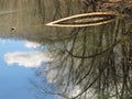 Curvey Branches Reflected in a Tennessee Lake2