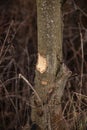 Trees cut by beavers, teeth marks on trees Royalty Free Stock Photo