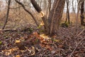 Trees cut by beavers, teeth marks on trees Royalty Free Stock Photo
