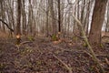 Trees cut by beavers, teeth marks on trees Royalty Free Stock Photo