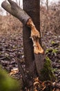 Trees cut by beavers, teeth marks on trees Royalty Free Stock Photo