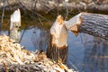 Trees cut by beavers, teeth marks on trees . Damaged trees. Royalty Free Stock Photo