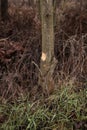 Trees cut by beavers, teeth marks on trees Royalty Free Stock Photo