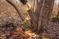 Trees cut by beavers, teeth marks on trees Royalty Free Stock Photo