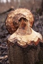 Trees cut by beavers, teeth marks on trees Royalty Free Stock Photo