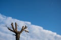 Trees with cut branches against a cloudy sky. Royalty Free Stock Photo