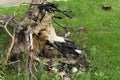 Trees cut down in forest. Tree stump with root